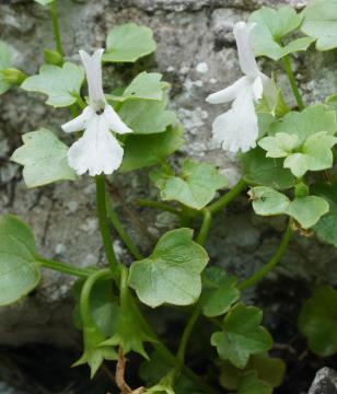 Prasiopsis_flower frontal and-semilateral_PMR
